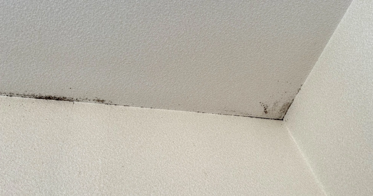 賃貸物件の天井に発生したカビ