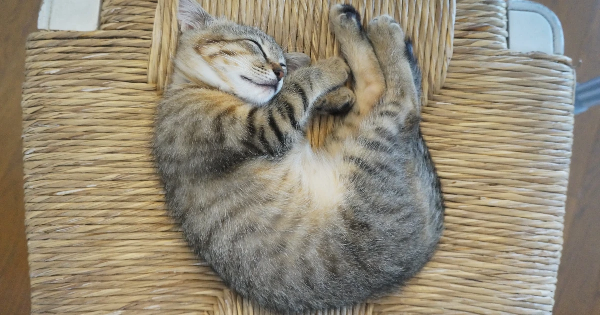 賃貸物件でペット飼育に伴う原状回復費用が発生するペットの猫